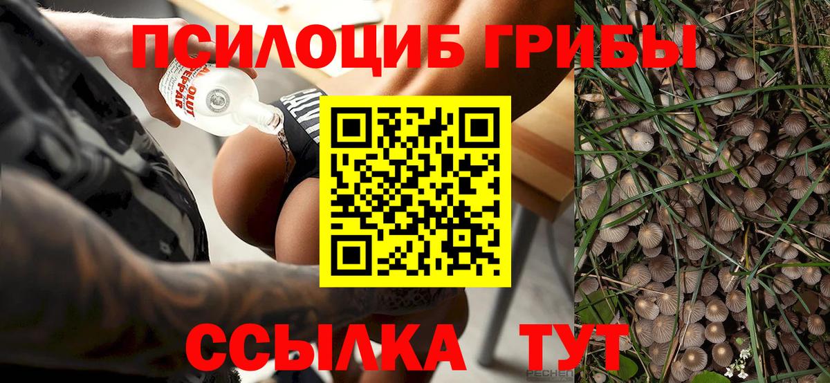 Псилоцибиновые грибы мухоморы Новозыбков